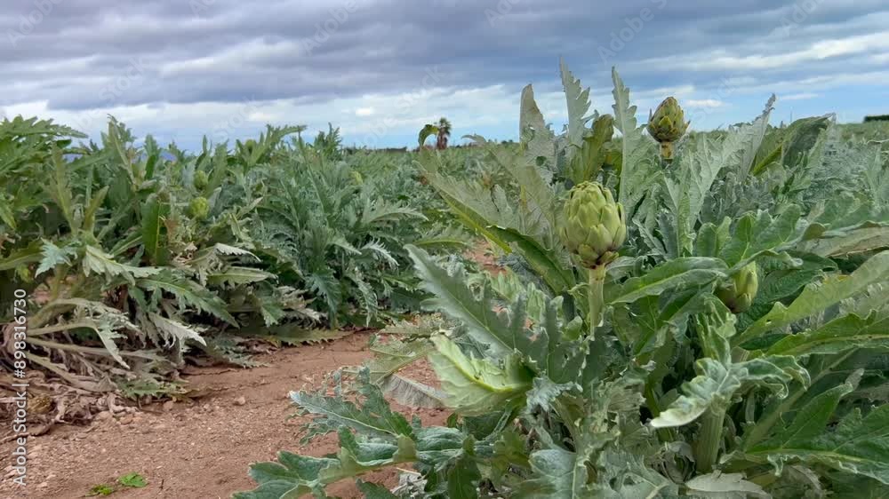 green ripe artichoke on the field sways in the wind, artichoke harvest, artichokes closeup, agriculture concept green ripe artichoke on the field sways in the wind, artichoke harvest, artichokes closeup, agriculture concept