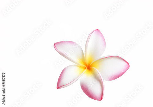 Pink plumeria, pink Frangipani flowers isolated on white background plumeria flower.