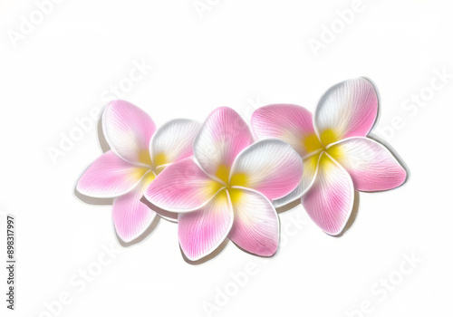 pink plumeria, pink colorful plumeria groups, Frangipani flower isolated on white background with clipping path.