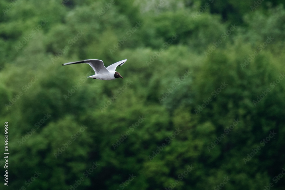 Graceful Black-headed Gull in Flight Over Lush Greenery. Graceful Black-headed Gull in Flight Over Lush Greenery.