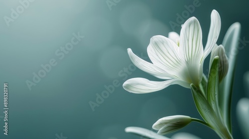  A white flower, focused closely, atop a green stem against a softly blurred backdrop of white blossoms