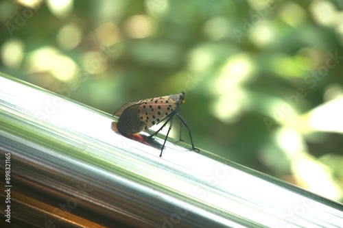 Lycorma delicatula, macro photography. A spotted lanternfly standing in a natural surrounding close-up. Chinese cicada. pest butterfly from China. invasive insects in korea. insect pests. photo