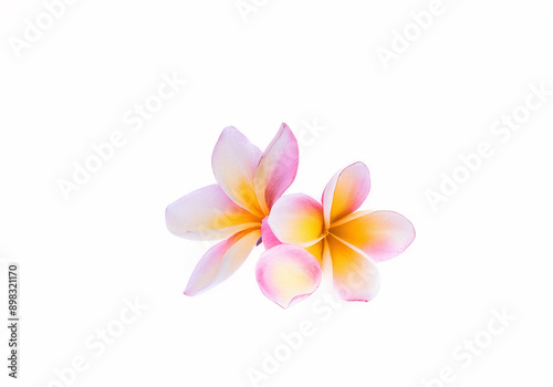 frangipani flower isolated on white background with clipping path.
