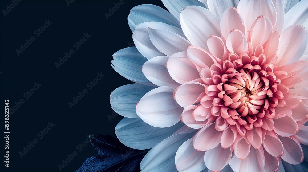 A pink and white flower, tightly framed against a black background, features a green leaf prominently in the foreground A pink and white flower, tightly framed against a black background, features a green leaf prominently in the foreground