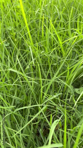 Green grass blades closeup tranquil flowing breezy morning natural background