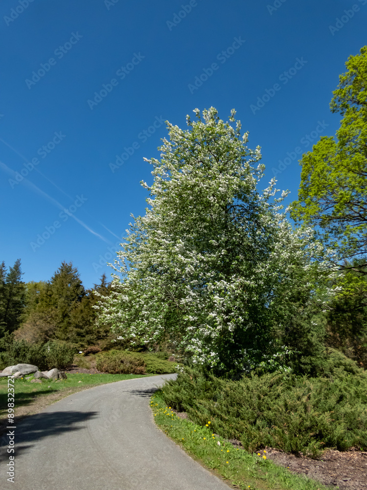 Bird cherry, hackberry, hagberry or Mayday tree (Prunus padus) in full bloom growing in a park in spring Bird cherry, hackberry, hagberry or Mayday tree (Prunus padus) in full bloom growing in a park in spring