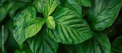 A detailed shot showcasing a green leaf pattern ideal as a natural background with copy space image