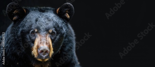 Detailed close up photograph of an Asian black bear with a copy space image