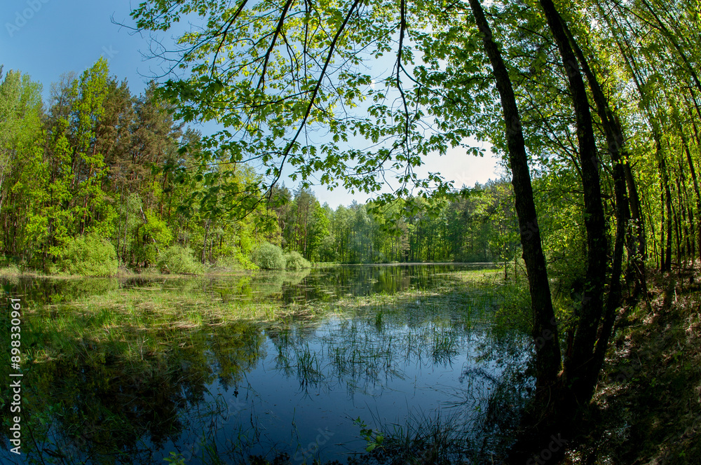 Green forest reflected in the calm water of the lake, beauty in nature. Green forest reflected in the calm water of the lake, beauty in nature.