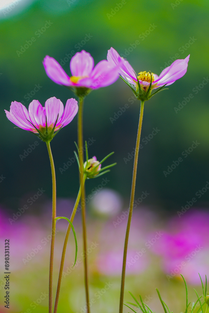 In summer, colorful Gesang flowers bloom In summer, colorful Gesang flowers bloom