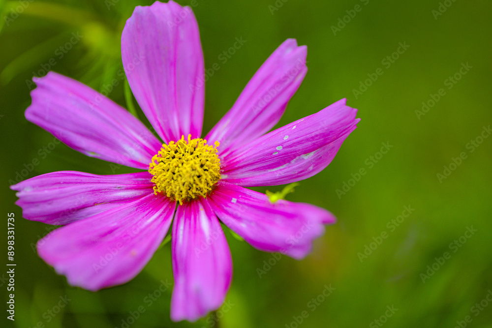 In summer, colorful Gesang flowers bloom In summer, colorful Gesang flowers bloom