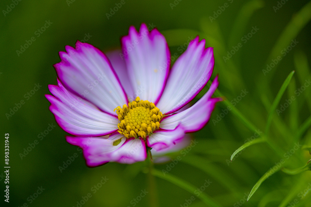 In summer, colorful Gesang flowers bloom In summer, colorful Gesang flowers bloom