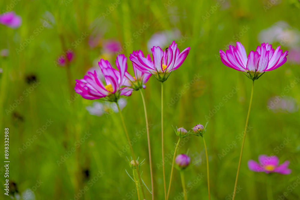 Fototapeta premium In summer, colorful Gesang flowers bloom