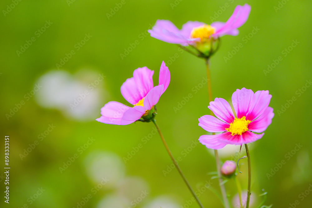 Fototapeta premium In summer, colorful Gesang flowers bloom