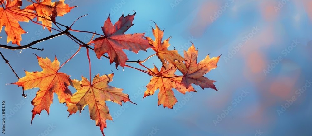 Autumn maple leaves on a branch are illuminated by the setting sun against a blue sky creating a picturesque copy space image Autumn maple leaves on a branch are illuminated by the setting sun against a blue sky creating a picturesque copy space image