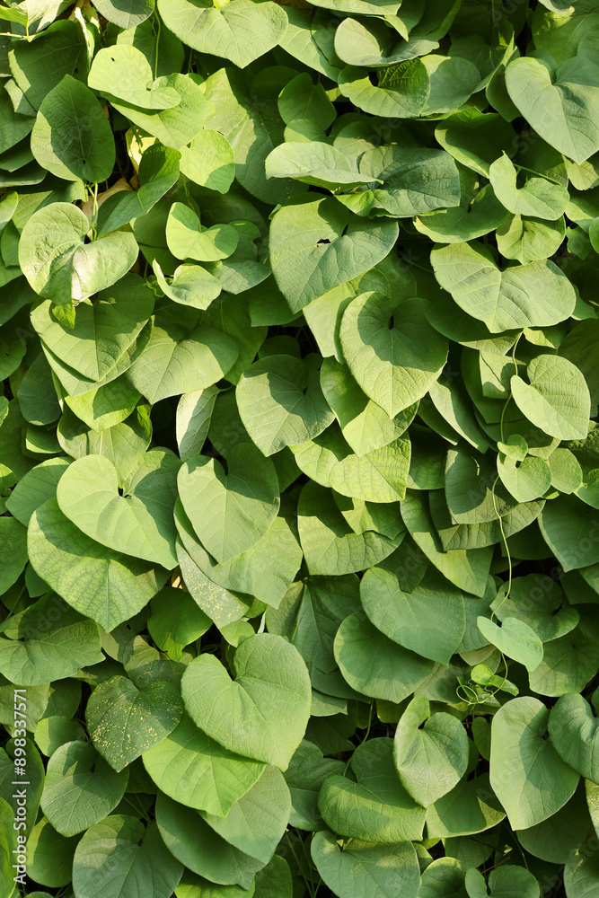 Fototapeta premium A lush green plant with leaves that are shaped like hearts. The leaves are wet, and the plant is growing on a wall