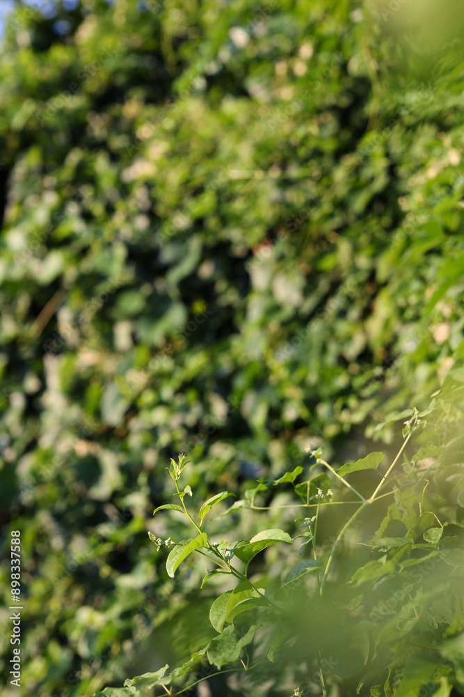 A green vine with leaves and a small flower A green vine with leaves and a small flower