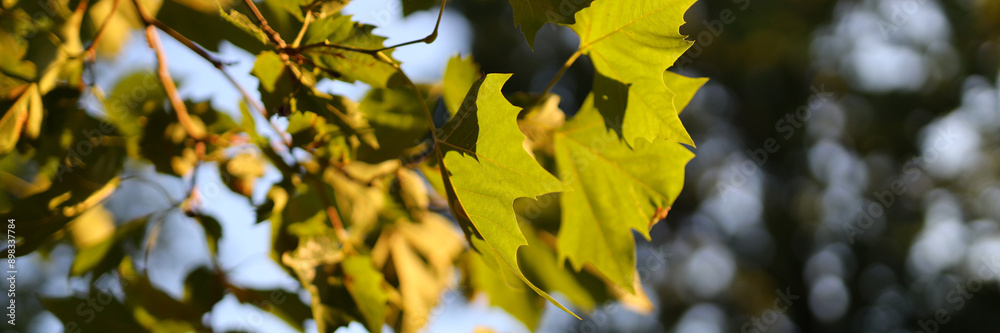 A leafy tree branch with a leafy green leaf. The leaf is in the sun and the sky is blue A leafy tree branch with a leafy green leaf. The leaf is in the sun and the sky is blue