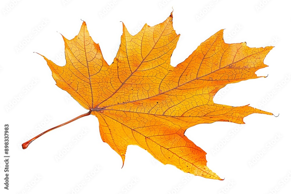 Single yellow maple leaf isolated on white background Single yellow maple leaf isolated on white background