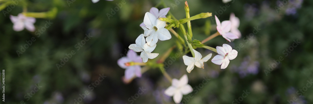 A close up of a bunch of white flowers. The flowers are in a field and are surrounded by green grass A close up of a bunch of white flowers. The flowers are in a field and are surrounded by green grass