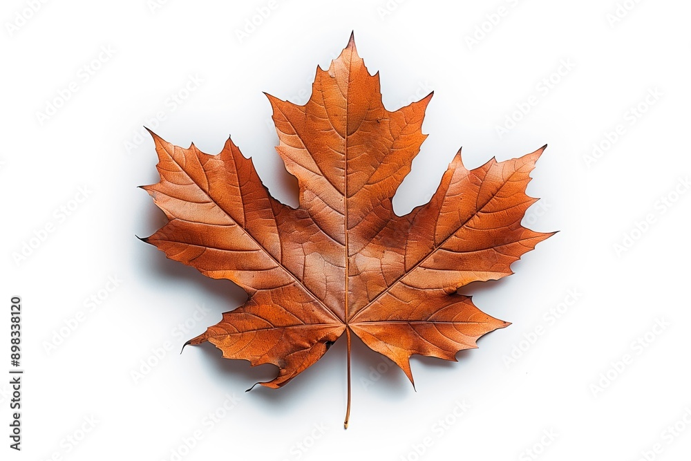 Fototapeta premium Single brown maple leaf against white background