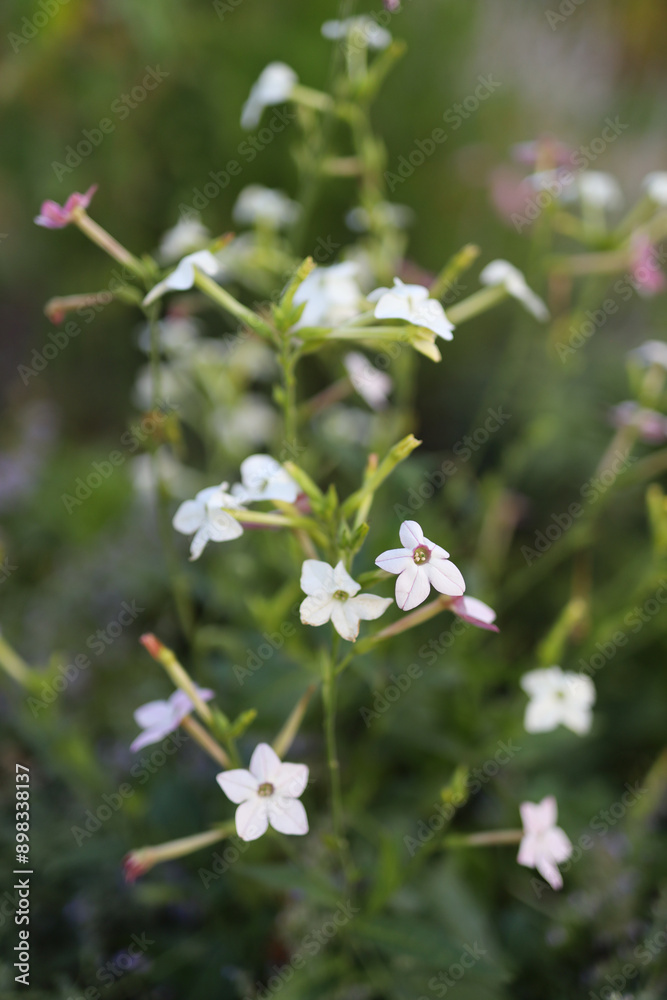 A bunch of white flowers with a few pink flowers in the background. The flowers are in a garden and are surrounded by green leaves A bunch of white flowers with a few pink flowers in the background. The flowers are in a garden and are surrounded by green leaves