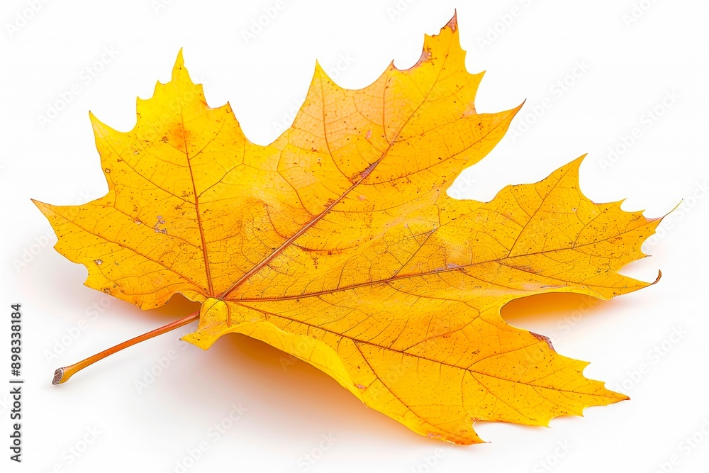 Single yellow maple leaf isolated on white background Single yellow maple leaf isolated on white background