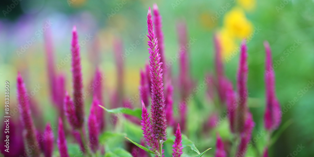 A bunch of purple flowers with green leaves. The flowers are tall and have a strong, vibrant color. Scene is one of beauty and vitality A bunch of purple flowers with green leaves. The flowers are tall and have a strong, vibrant color. Scene is one of beauty and vitality