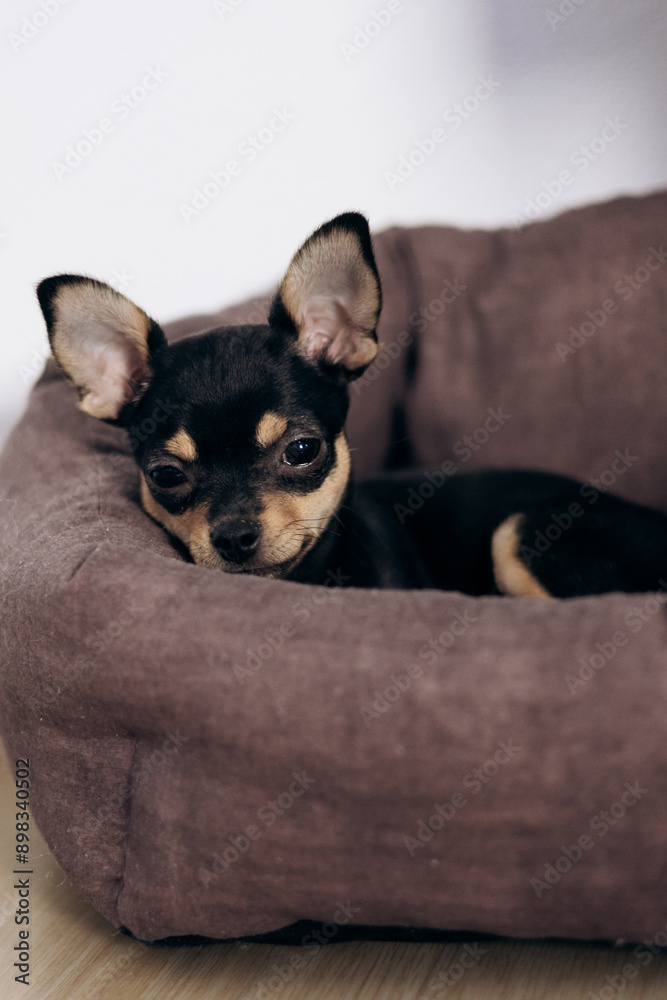 A chihuahua puppy playfully looks at the camera. Pets are little friends A chihuahua puppy playfully looks at the camera. Pets are little friends