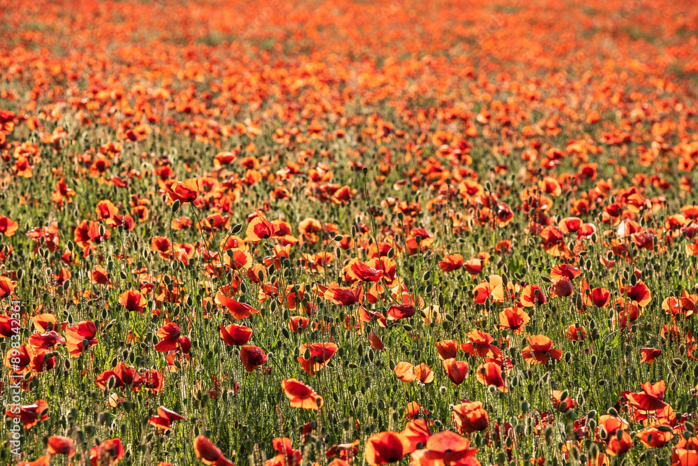 Obraz premium View of red blooming poppies in a field in Hesse
