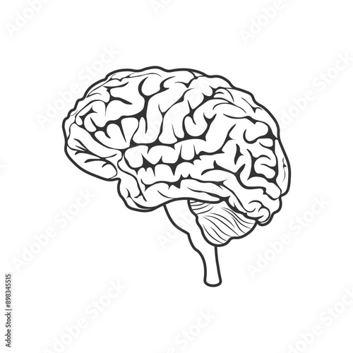 Brain. An image of the brain, in black and white. The image of the brain in a linear style. Vector illustration isolated on a white background