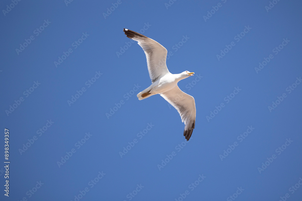 A seagull is gracefully soaring in a clear blue sky with a few scattered clouds on a sunny day, capturing the essence of freedom, peace, and nature in this serene view. A seagull is gracefully soaring in a clear blue sky with a few scattered clouds on a sunny day, capturing the essence of freedom, peace, and nature in this serene view.