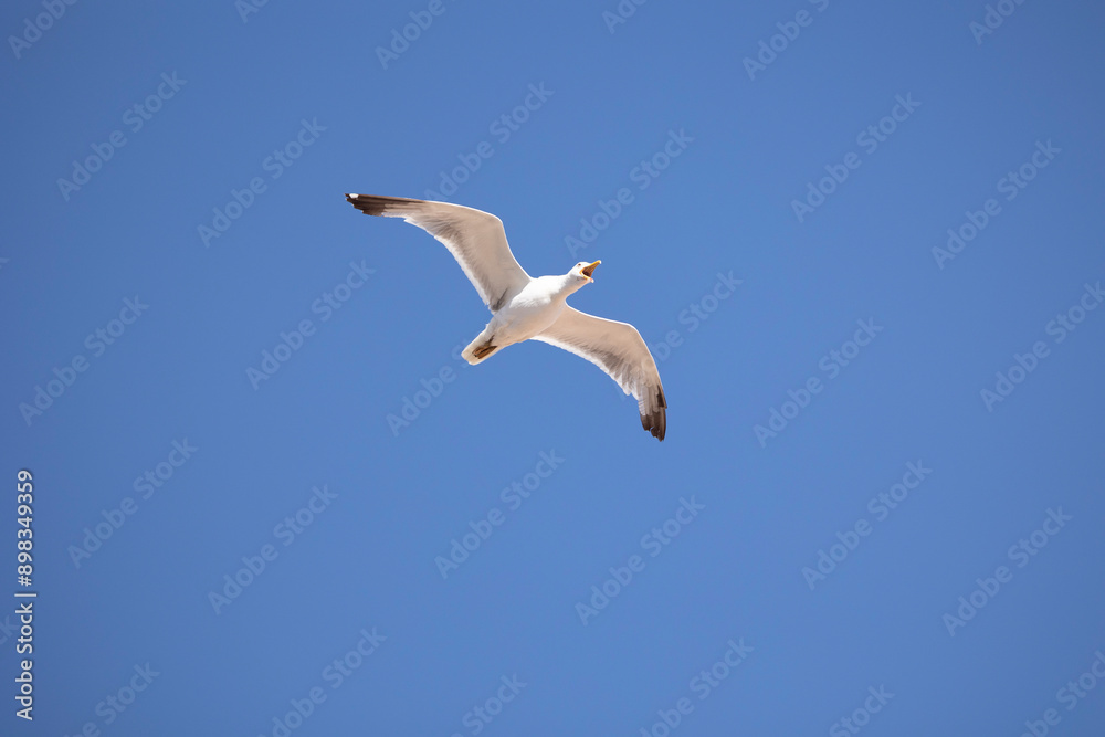 Obraz premium A seagull is gracefully soaring in a clear blue sky with a few scattered clouds on a sunny day, capturing the essence of freedom, peace, and nature in this serene view.