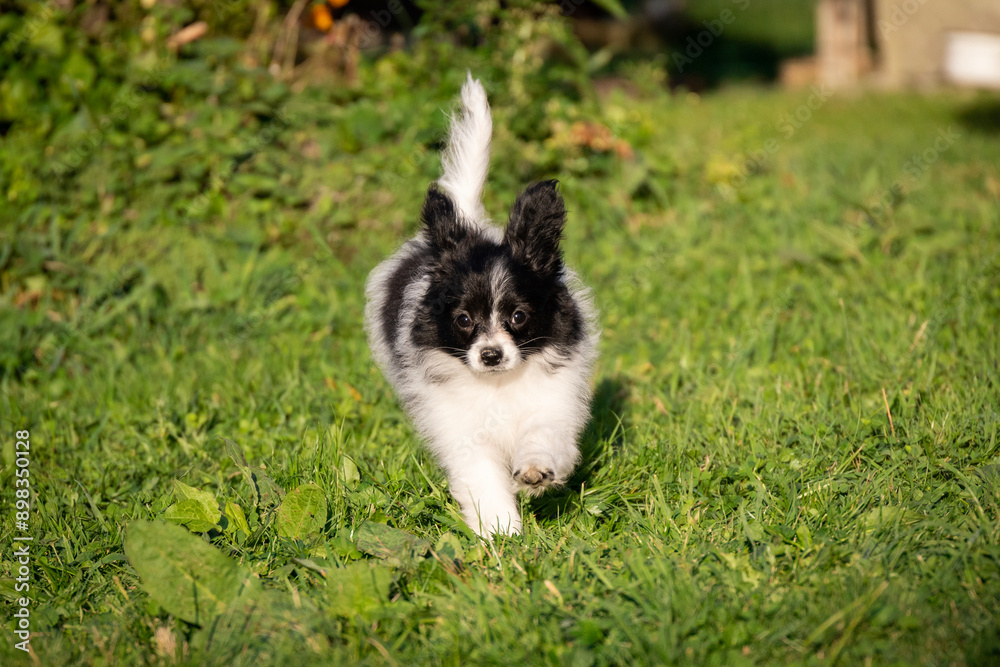 small beautiful black and white dog Papillon Spaniel Chihuahua Spitz puppy plays on the grass in the park in motion small beautiful black and white dog Papillon Spaniel Chihuahua Spitz puppy plays on the grass in the park in motion