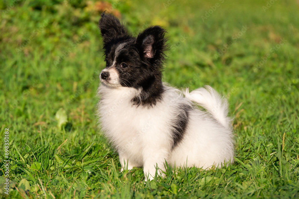 small beautiful Papillon Spaniel Chihuahua Spitz puppy black and white sitting on the grass portrait small beautiful Papillon Spaniel Chihuahua Spitz puppy black and white sitting on the grass portrait