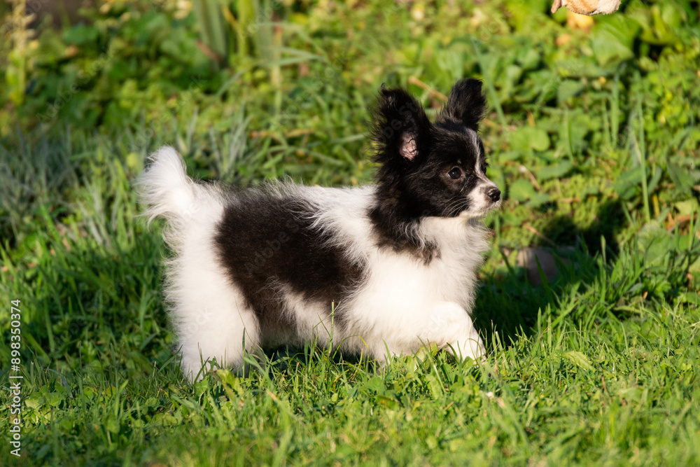 small beautiful black and white dog Papillon Spaniel Chihuahua Spitz puppy plays on the grass in the park in motion small beautiful black and white dog Papillon Spaniel Chihuahua Spitz puppy plays on the grass in the park in motion