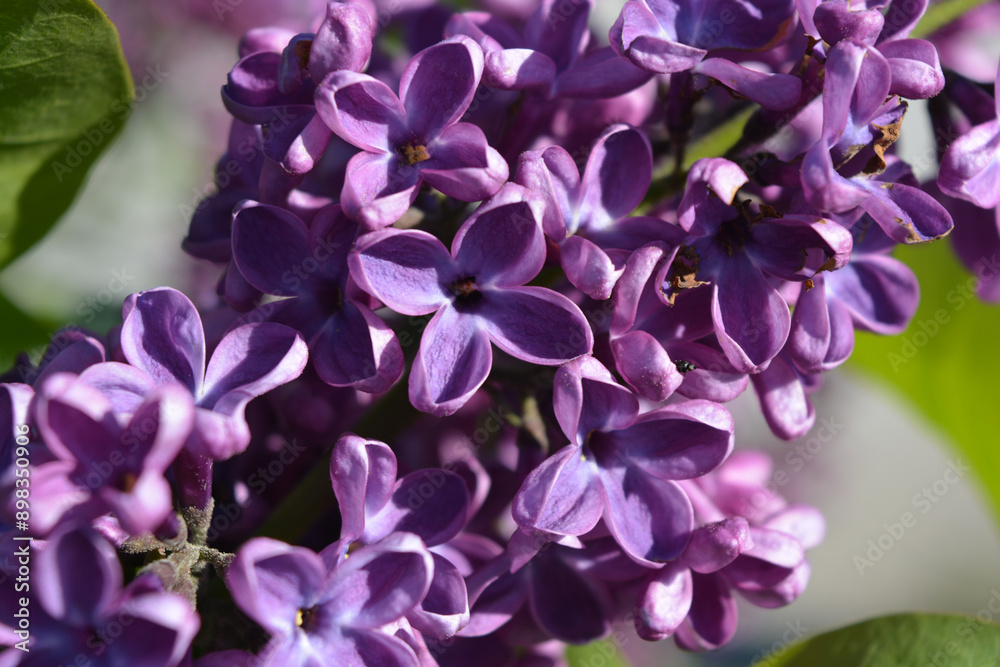 Unusual plants, large bushes, colorful nature in summer. Dark and light purple flowering lilac bushes Syringa, disambiguation, illuminated by bright sunlight. Unusual plants, large bushes, colorful nature in summer. Dark and light purple flowering lilac bushes Syringa, disambiguation, illuminated by bright sunlight.