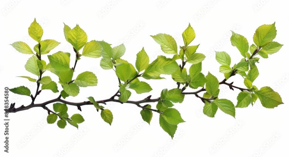 An image with large trees and foliage leaves in the top border is rendered in 3D