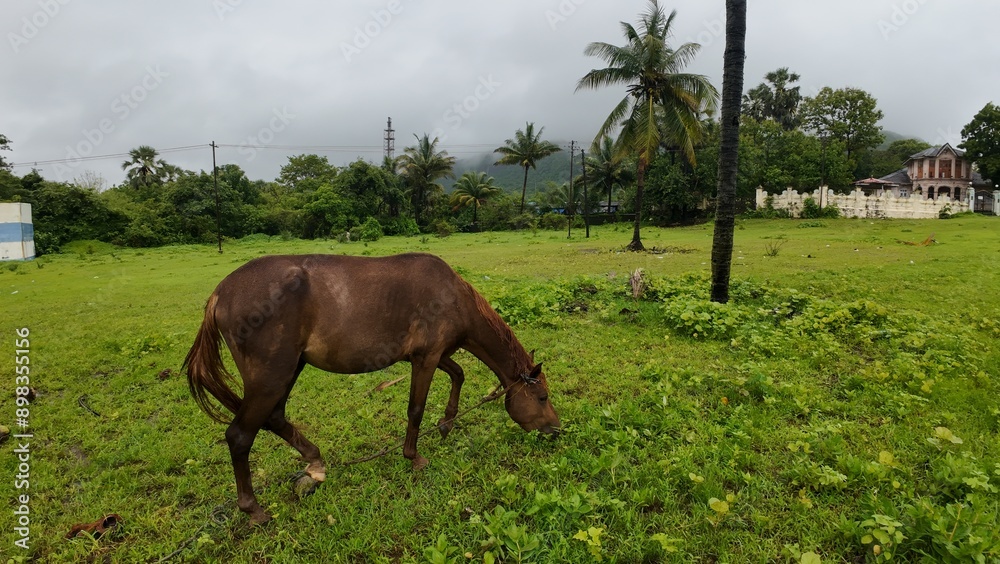 Brown horse grazing in green meadow under cloudy sky during monsoon season. Brown horse grazing in green meadow under cloudy sky during monsoon season.