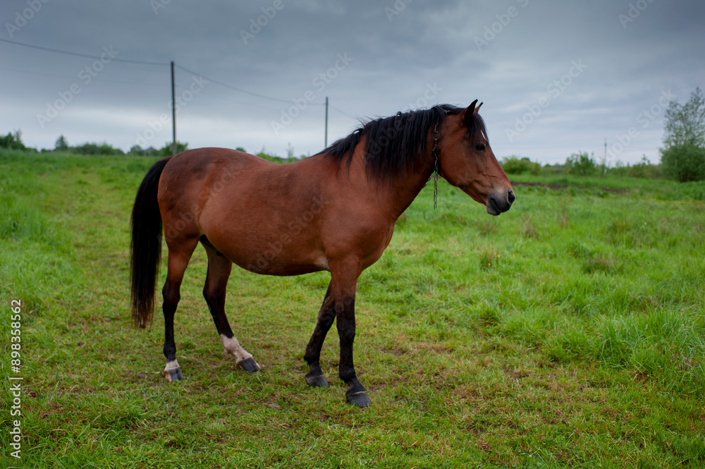 wild horse on a large meadow with beautiful scenery of blue sky and quiet at sunrise wild horse on a large meadow with beautiful scenery of blue sky and quiet at sunrise