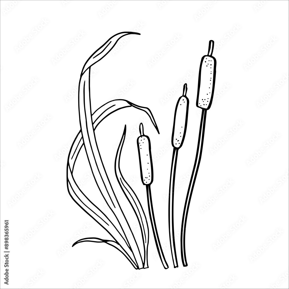 Illustration of reeds in doodle style. Marsh grass, sedge. Black and white vector, graphics. Plant near swamp and lake.. Illustration of reeds in doodle style. Marsh grass, sedge. Black and white vector, graphics. Plant near swamp and lake..