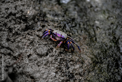 colourfull purple crab on the sand