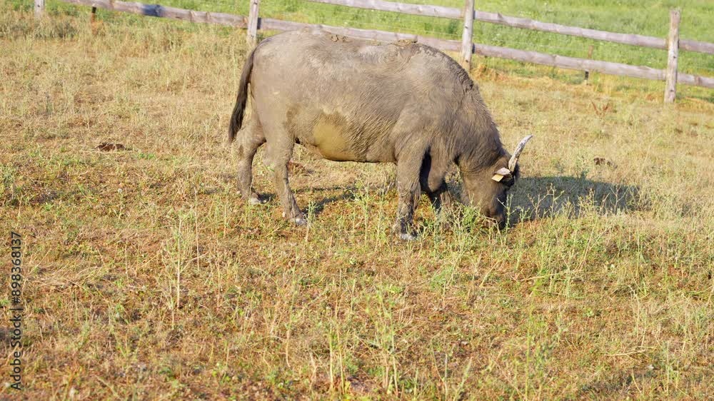 domestic buffalo eating grass alone in the corral in the summer heat and flies disturbing it domestic buffalo eating grass alone in the corral in the summer heat and flies disturbing it