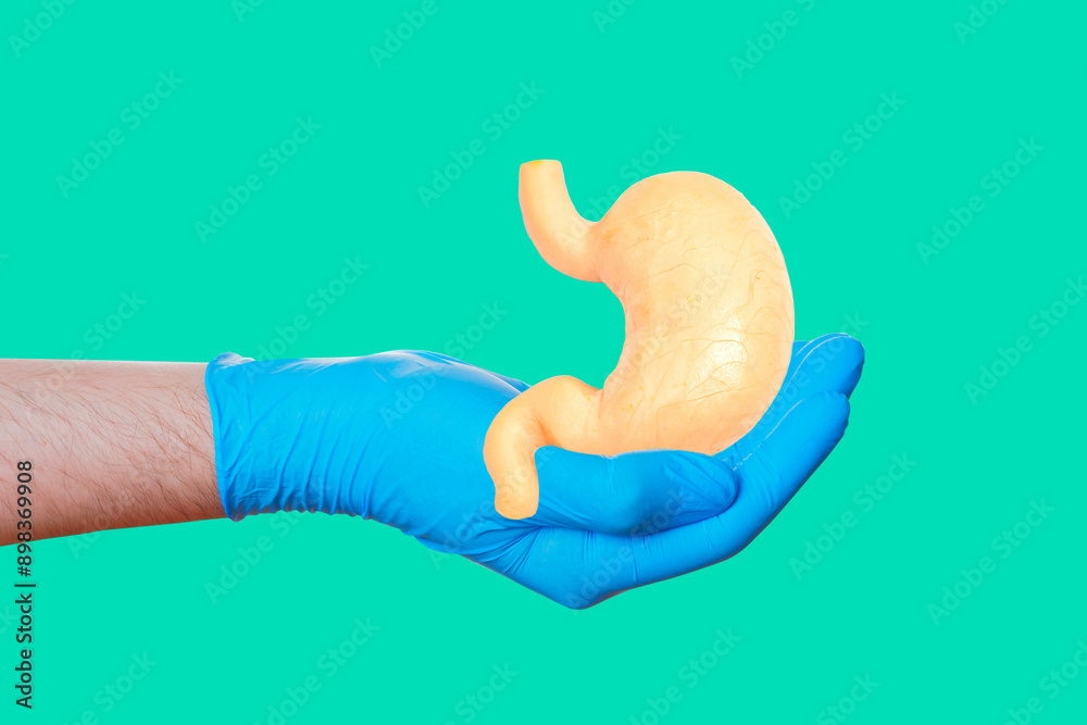 Detailed Anatomical Stomach Model Held in Gloved Hand Detailed Anatomical Stomach Model Held in Gloved Hand