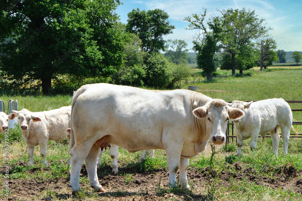 A mother cow Charolais breed, with her calf in a field in the countryside. A mother cow Charolais breed, with her calf in a field in the countryside.