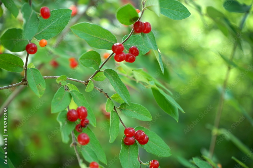 rote Beeren an einem Strauch