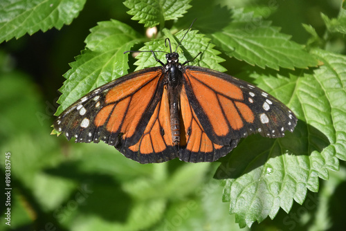 Stunning Monarch Butterfly With Wings Spread Wide photo