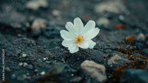 Flower on the ground