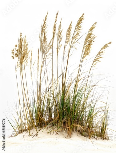 Scenic coastal environment with sea oats growing on the sand dunes.
