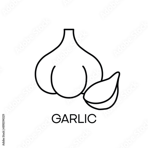 Head of garlic with clove, food ingredient. Garlic icon isolated on white background. Vector illustration.